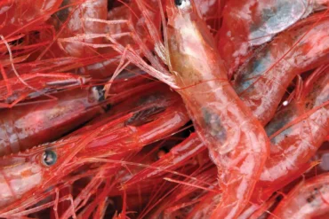 Maine Shrimp