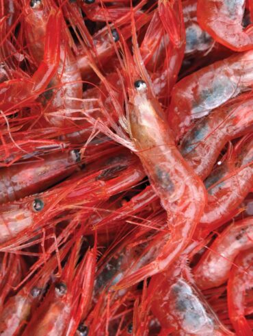 Maine Shrimp