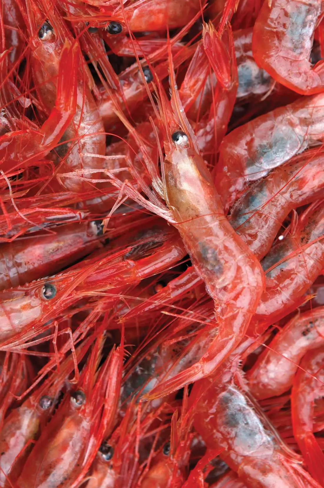 Maine Shrimp