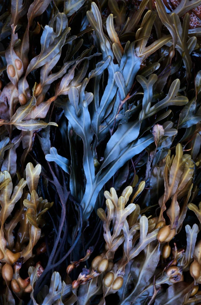 Seaweed Study, by Brenda Petrella