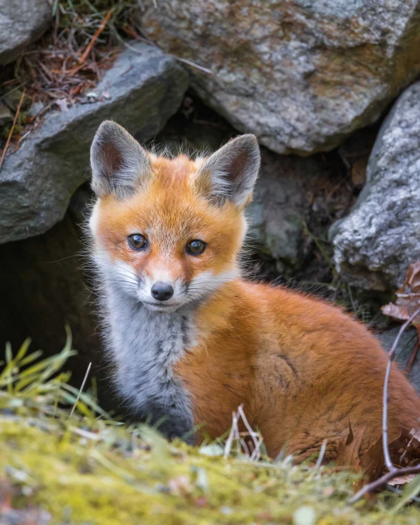 Fox Kit by John Putrino