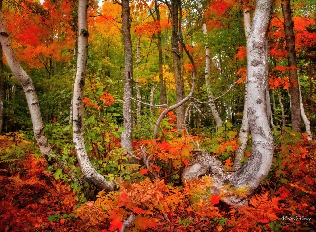 October Light, by Laura Casey