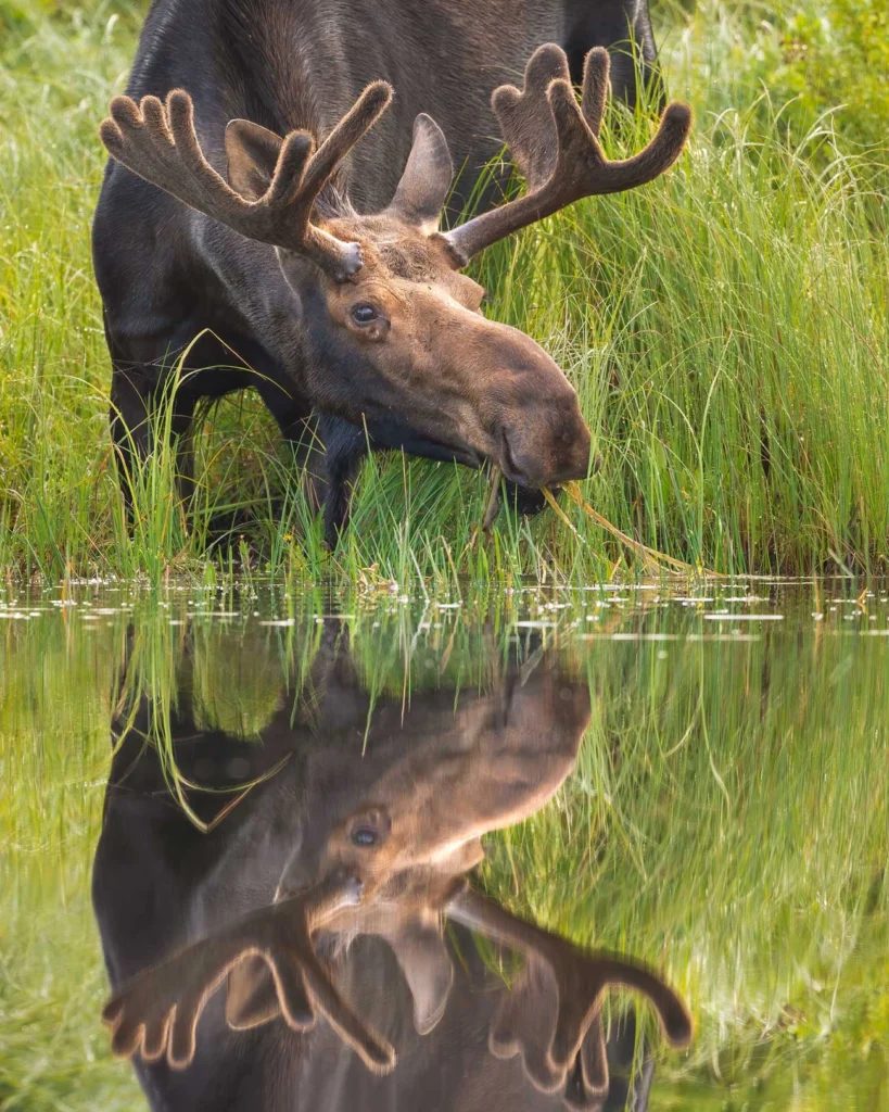 Moose Reflected, by Laura Zamfirescu