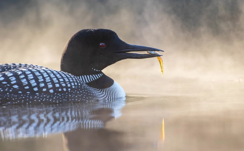 Early Morning Loon, by Nancy Murphy Campbell