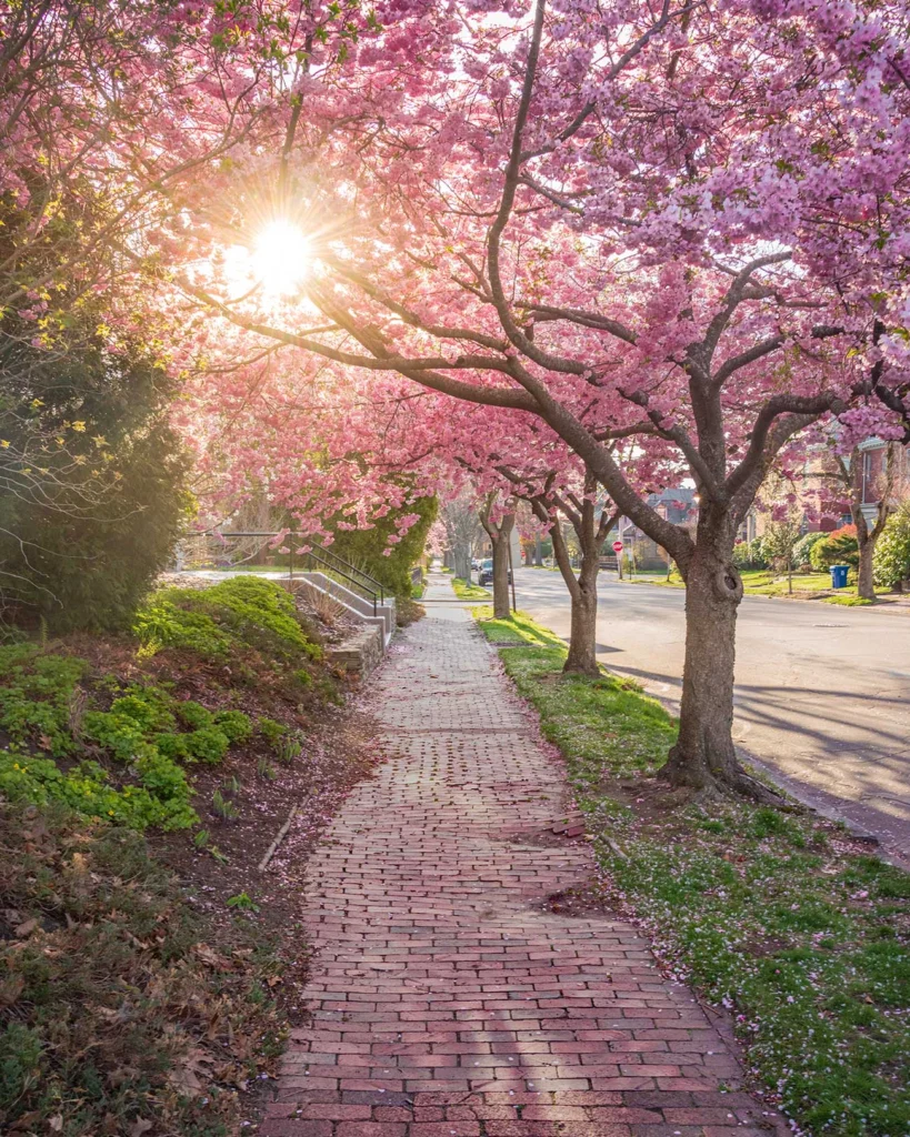 Hello Spring, by Nick Staples