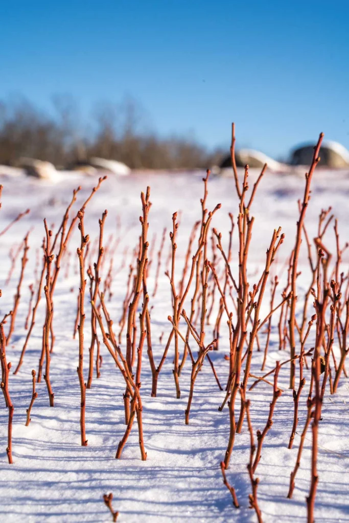 winter on the Wyman's blueberry barrens