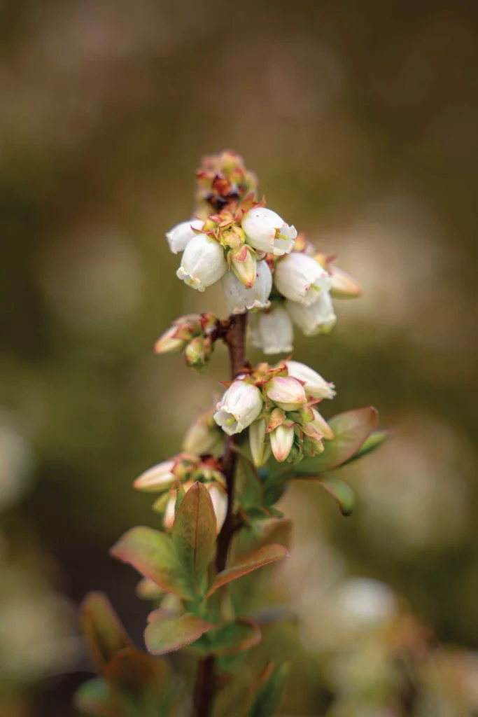 blueberry blossoms