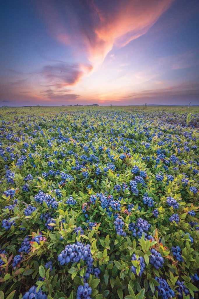summer at the Wyman's blueberry barrens