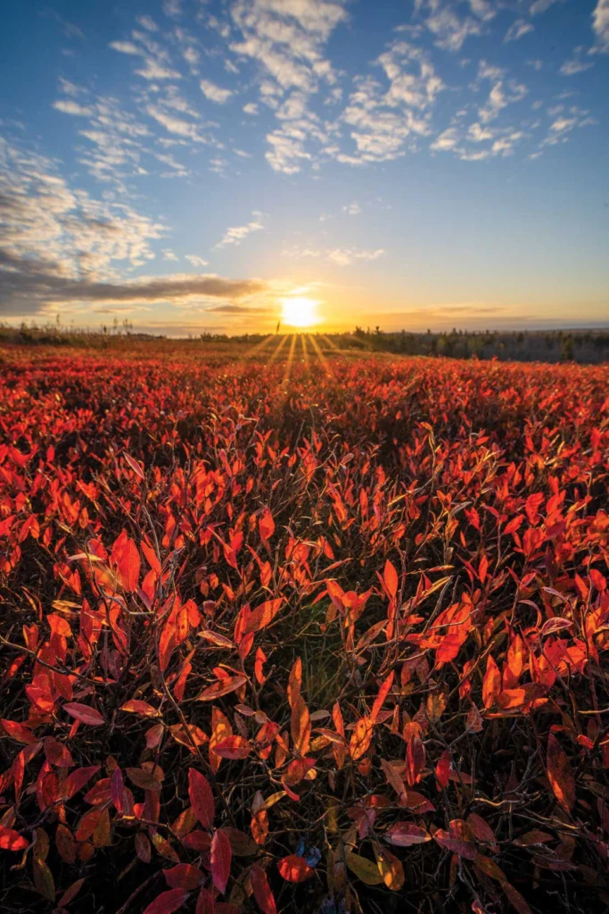 Wyman's barrens turn crimson in the fall