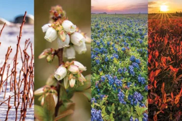 A year on Wyman's wild blueberry barrens