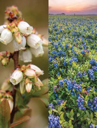 A year on Wyman's wild blueberry barrens