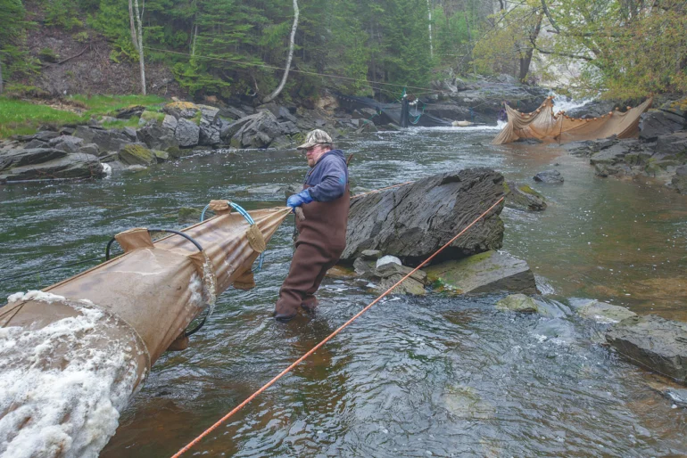 Scott Lermond wrestling with a fyke net at the mouth of the Goose River