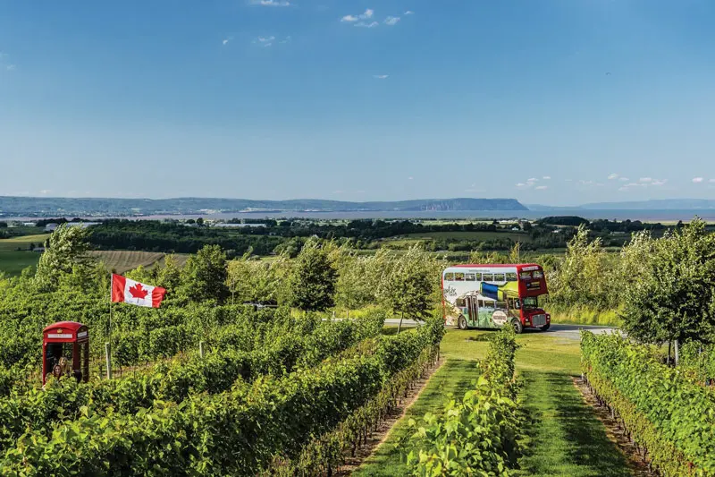 vineyard in Nova Scotia