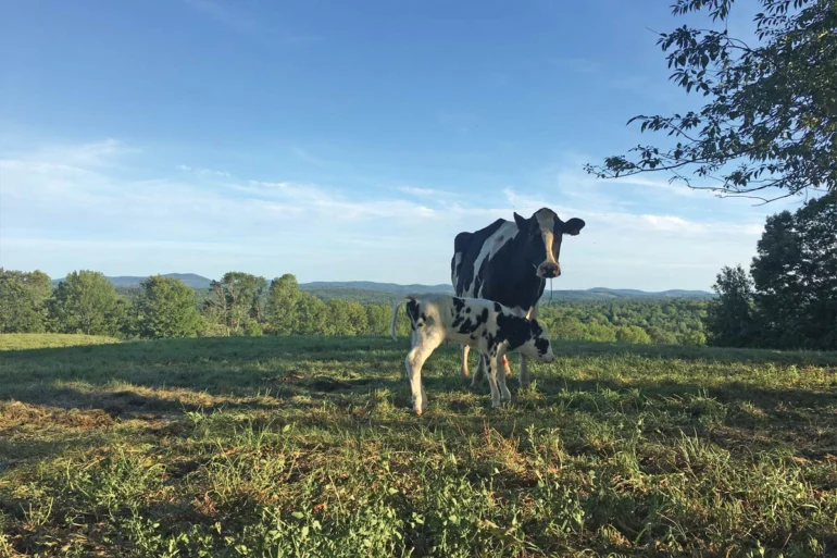 Scenes from Faithful Venture Farm, in Searsmont.
