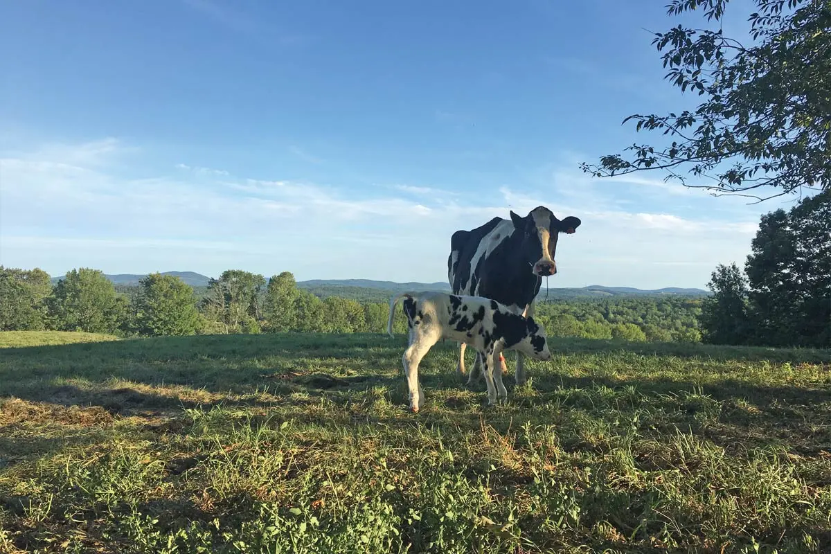Scenes from Faithful Venture Farm, in Searsmont.