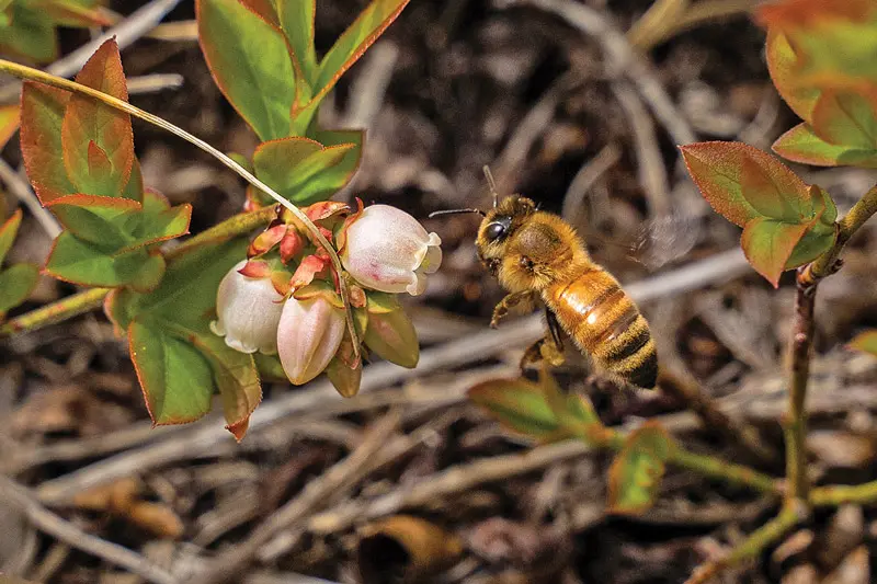 A bee approaching a wild blueberry blossom