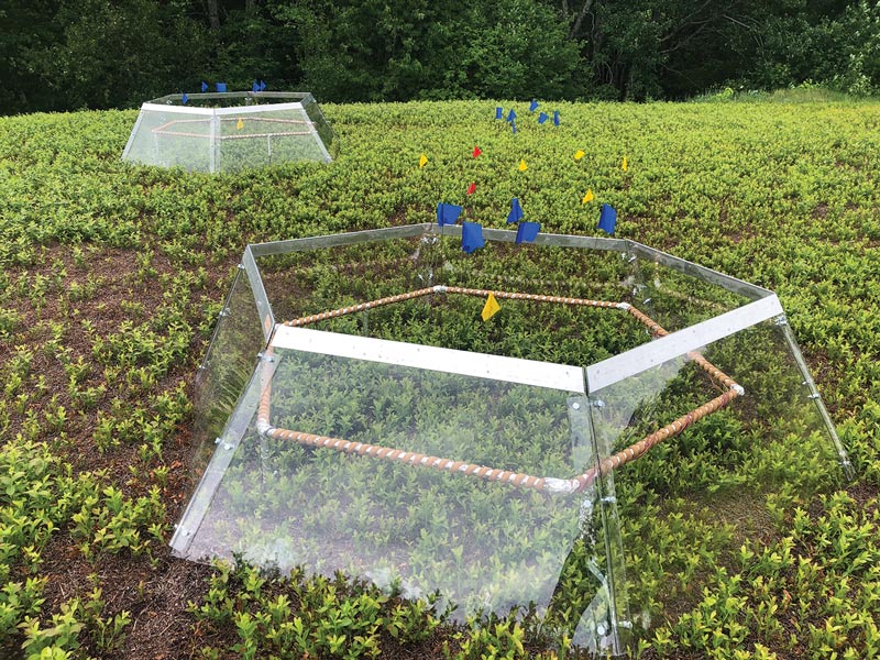 Domes resembling small spacecrafts have arisen in Wyman’s fields to help research the effects of global warming on wild blueberries