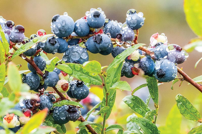 Wild blueberries in one of Wyman's fields