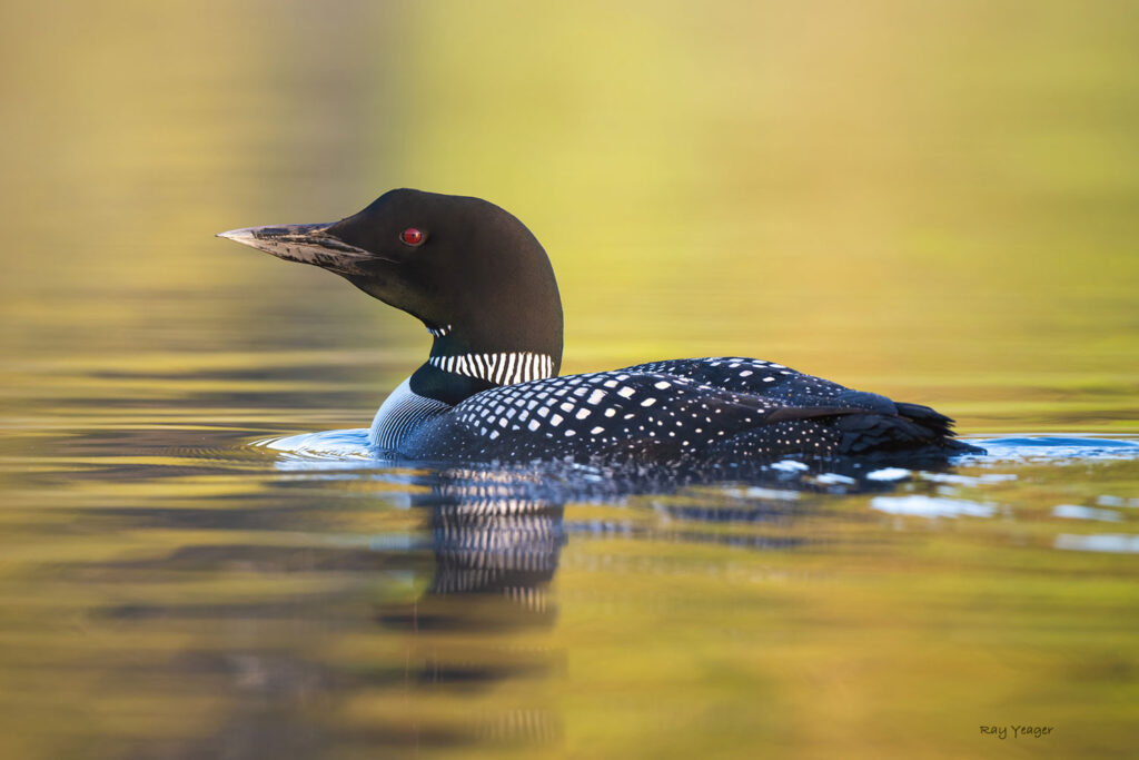 Common Loon, by Ray Yeager