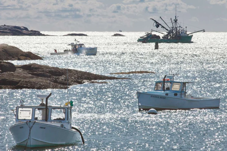 Lobsterboats and a purse seiner, photographed from Spruce Head Harbor, looking out over the Muscle Ridge Channel.