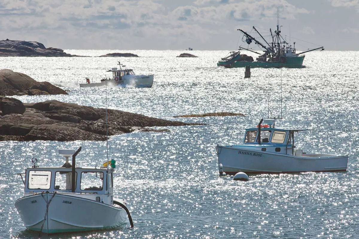 Lobsterboats and a purse seiner, photographed from Spruce Head Harbor, looking out over the Muscle Ridge Channel.