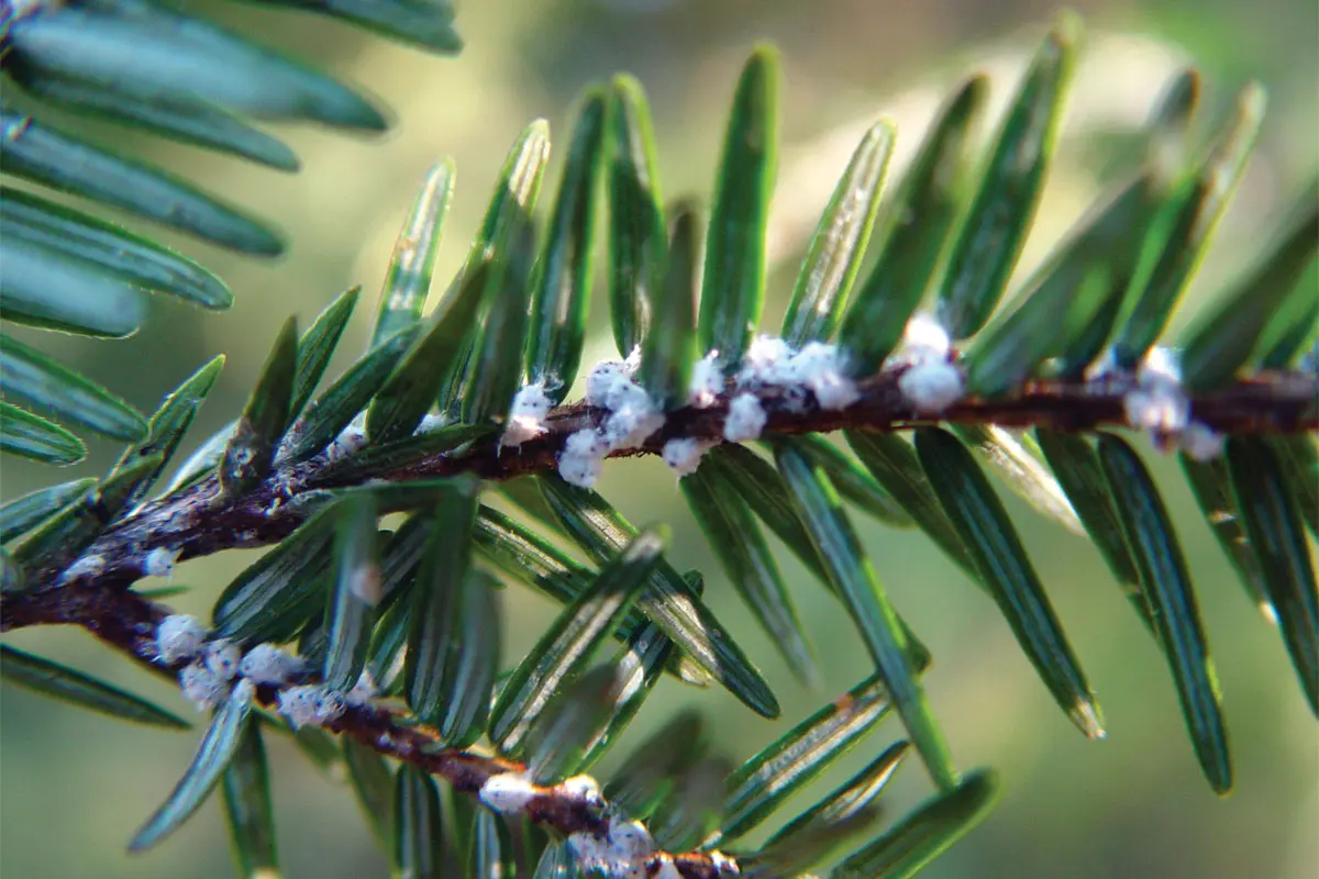 A sure sign of a hemlock woolly adelgid infestation is a cottony (or “woolly”) white substance at the base of hemlock needles.