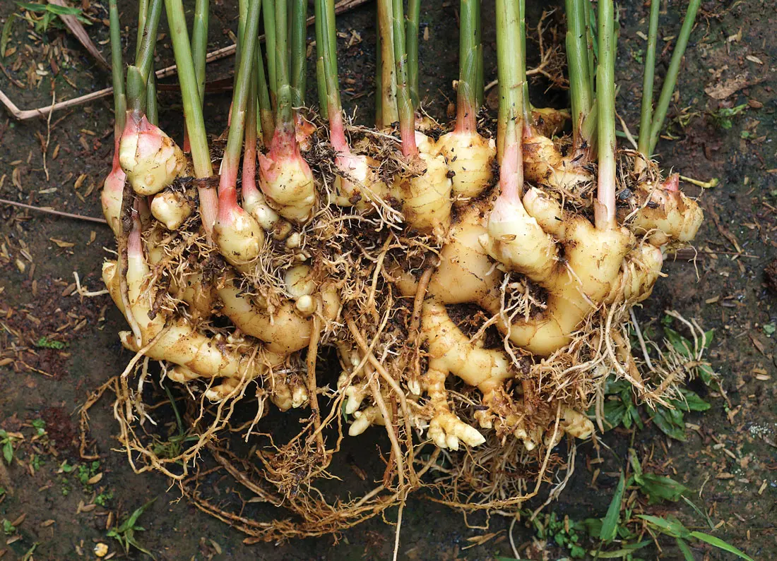 Ginger root
