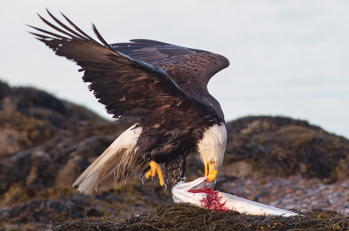 An eagle eating a striped bass