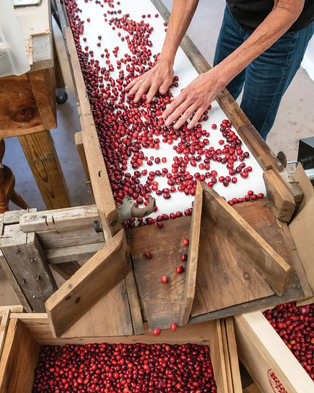 boxing cranberries at Birch Bog Farm
