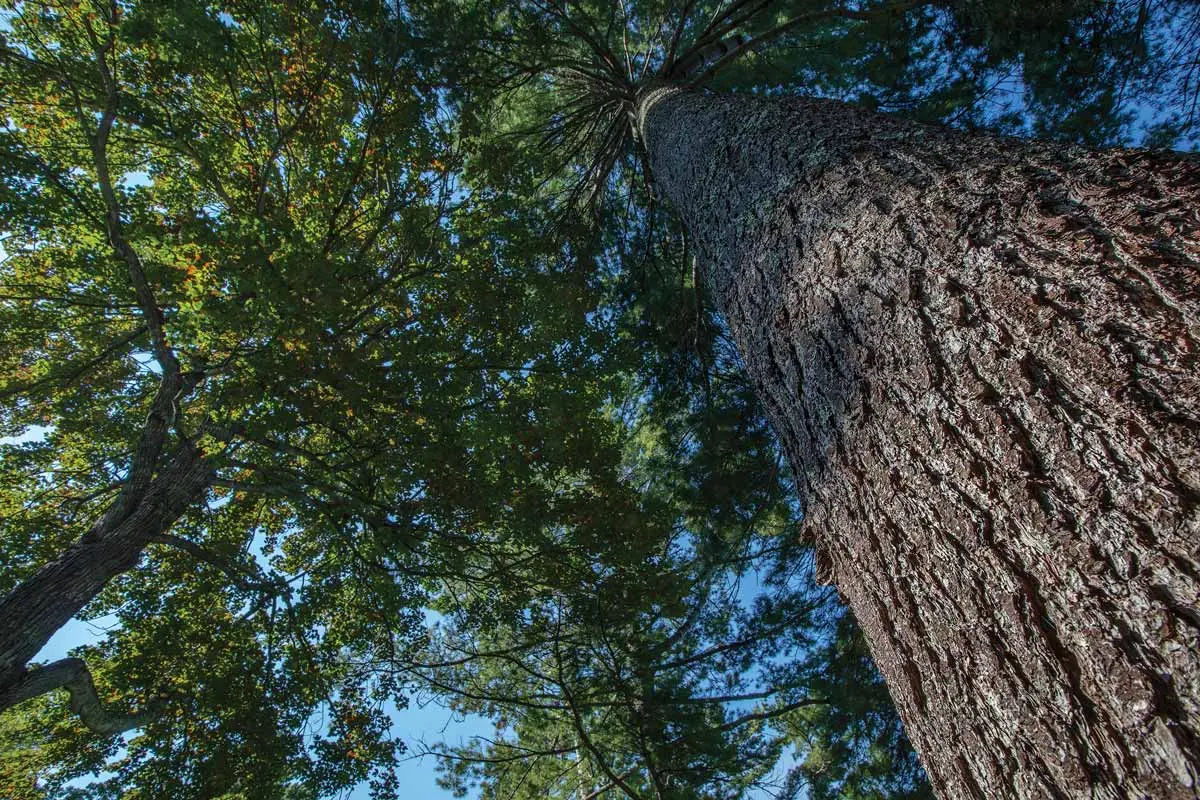 a red oak and white pine in a mixed-wood forest