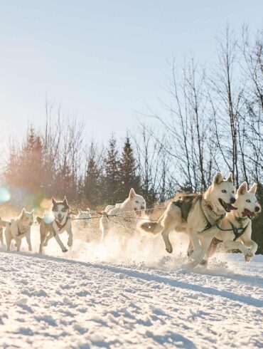 Jonathan Nathaniel Hayes, who runs Madawaska’s Poland Spring Seppala Kennels, and his sled dogs