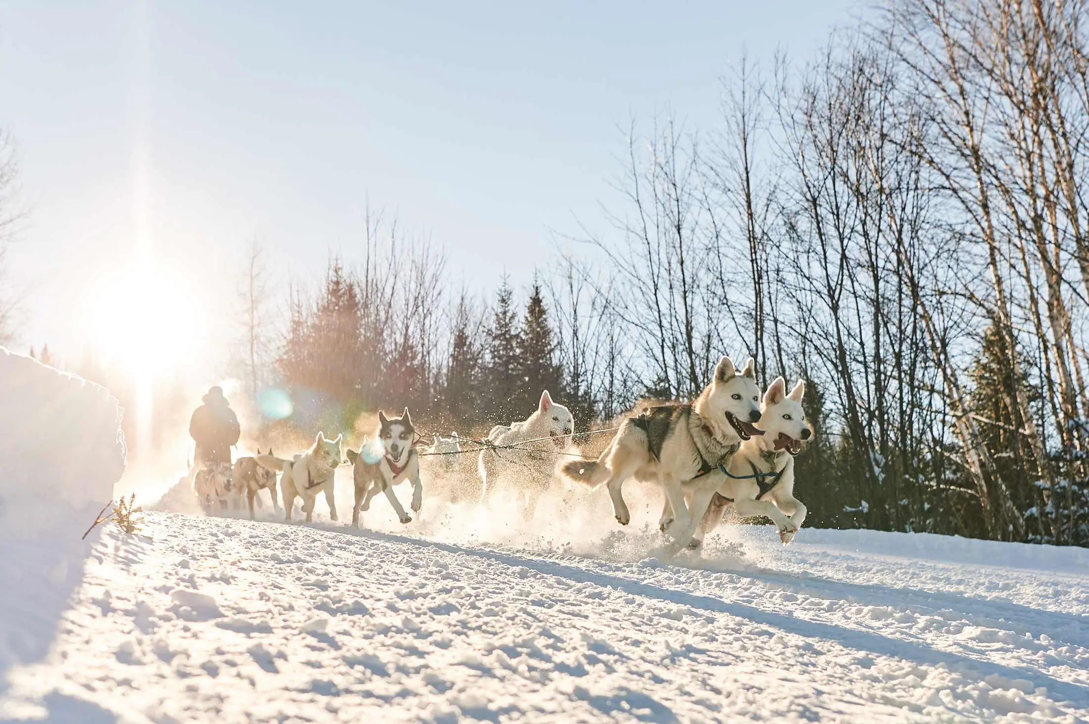 Jonathan Nathaniel Hayes, who runs Madawaska’s Poland Spring Seppala Kennels, and his sled dogs