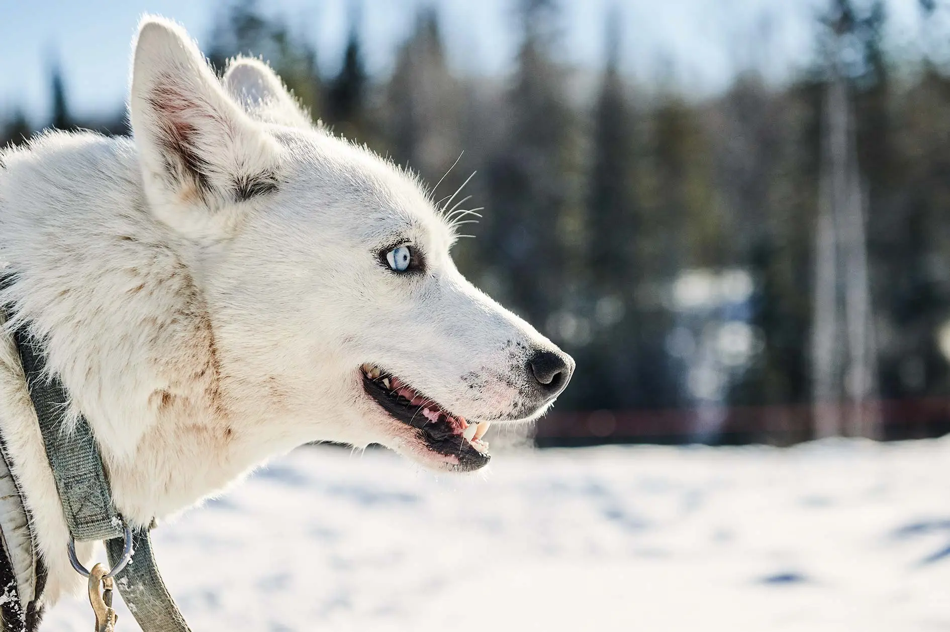 a Seppala Siberian Sleddog