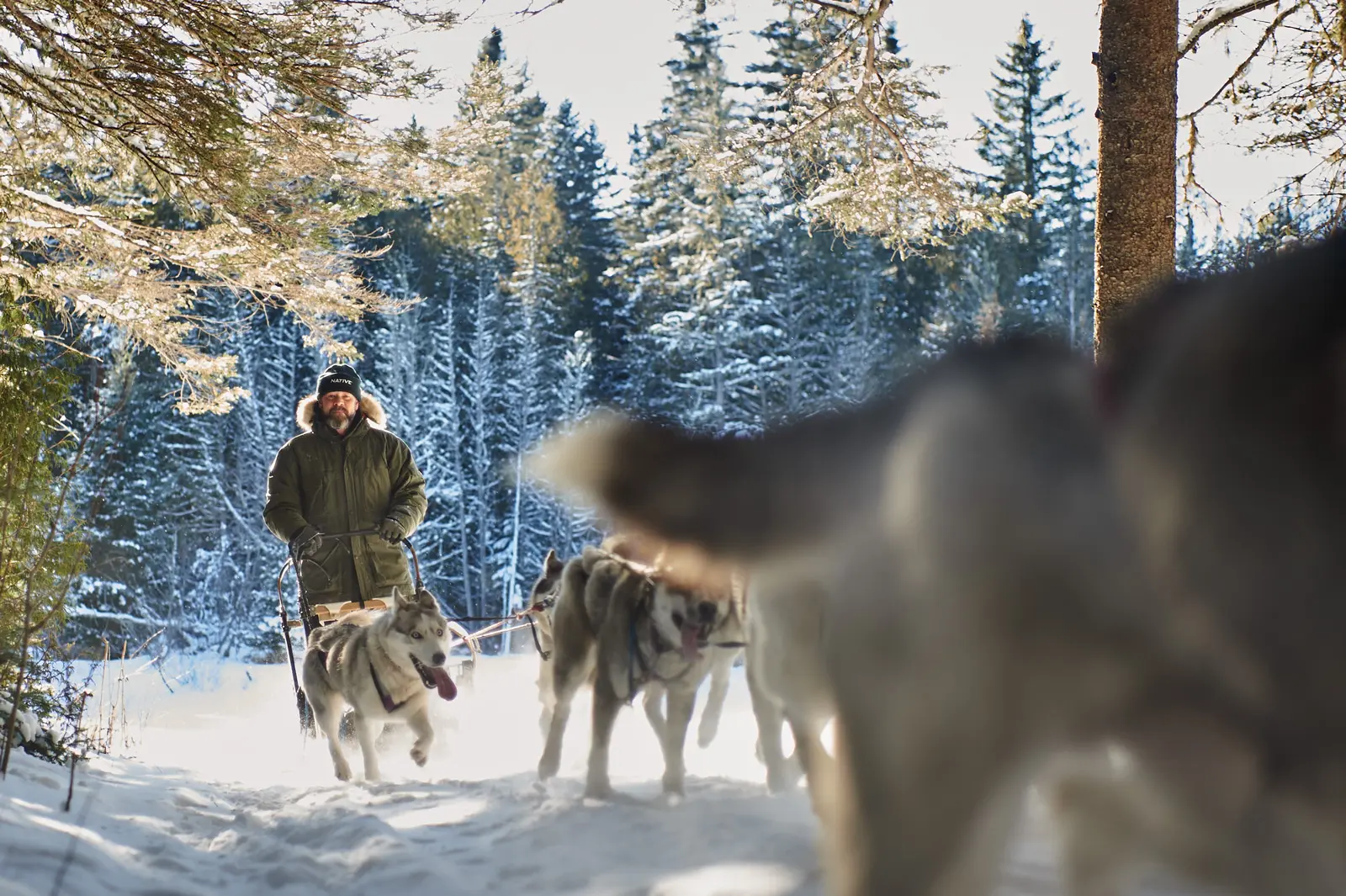 Jonathan Nathaniel Hayes and his seppala siberian sleddogs