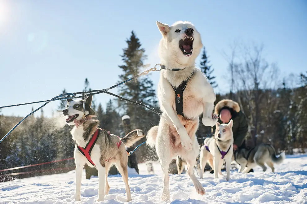 Seppala Siberian sleddog team
