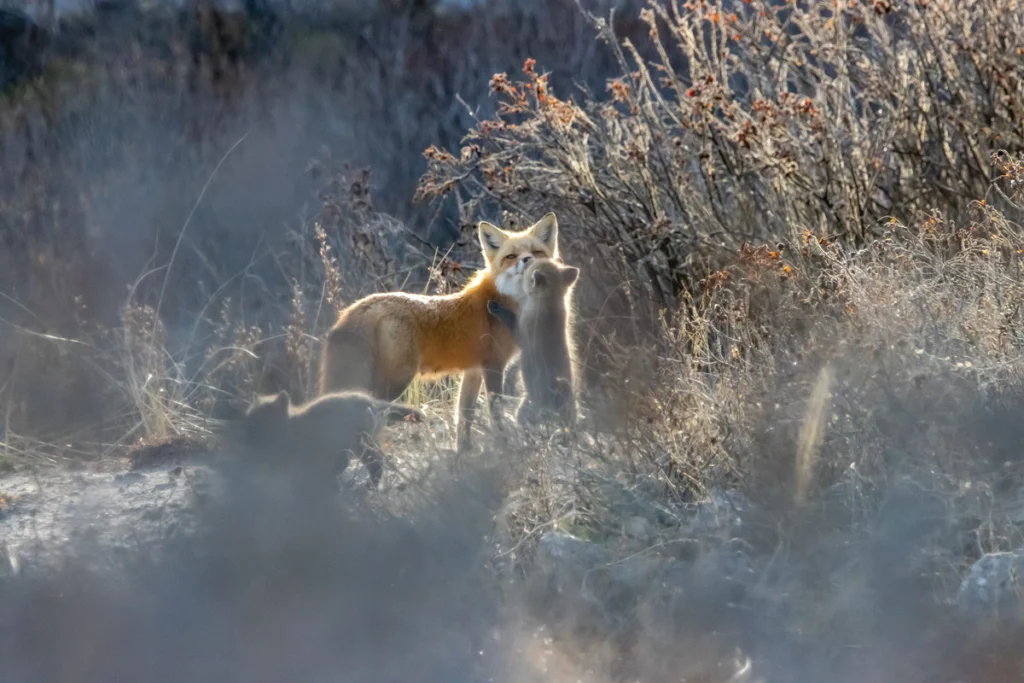A female fox and her kits