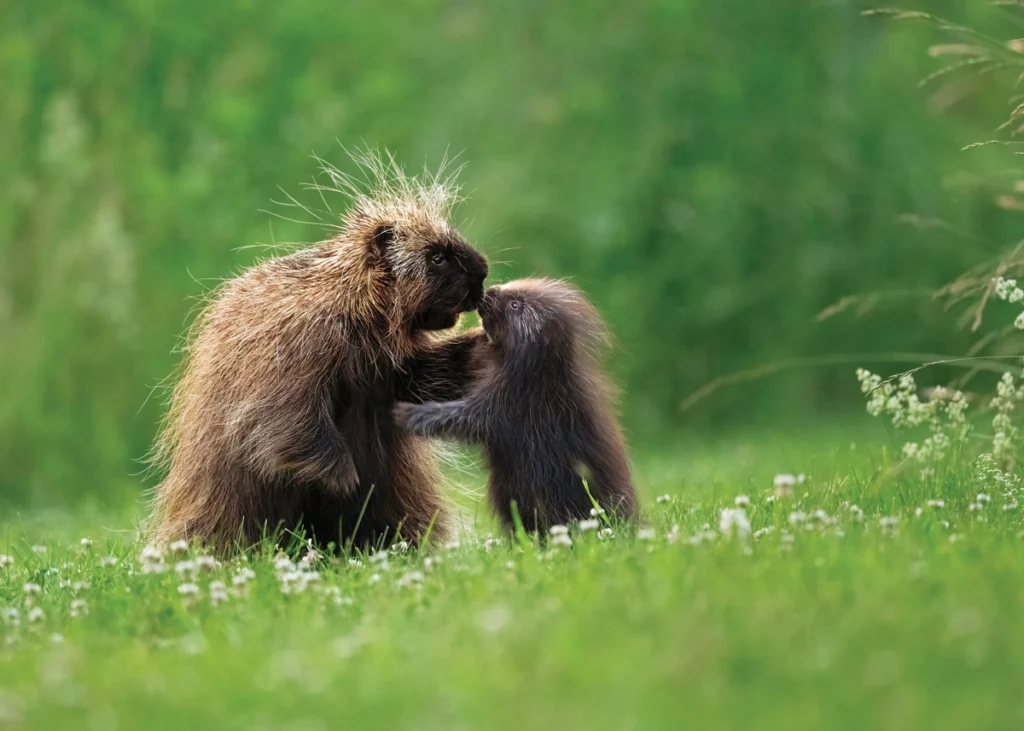 A porcupine and its porcupette
