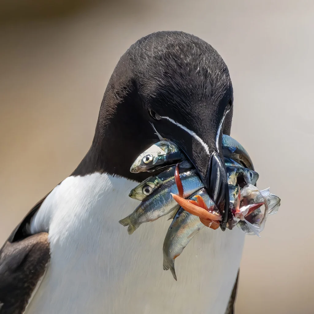 A razorbill with a mouthful of fish