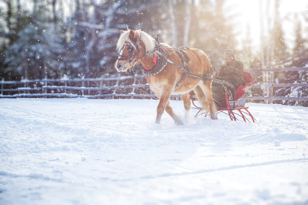 A horse-drawn sleigh on a snowy day