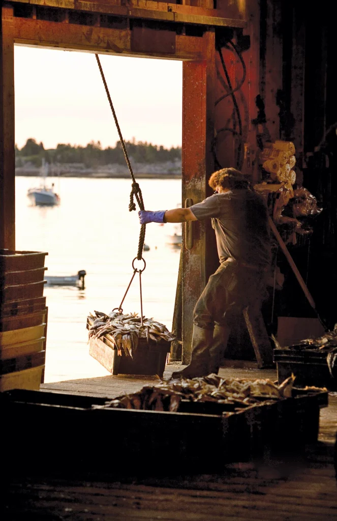 A lobsterman receiving bait in Stonington