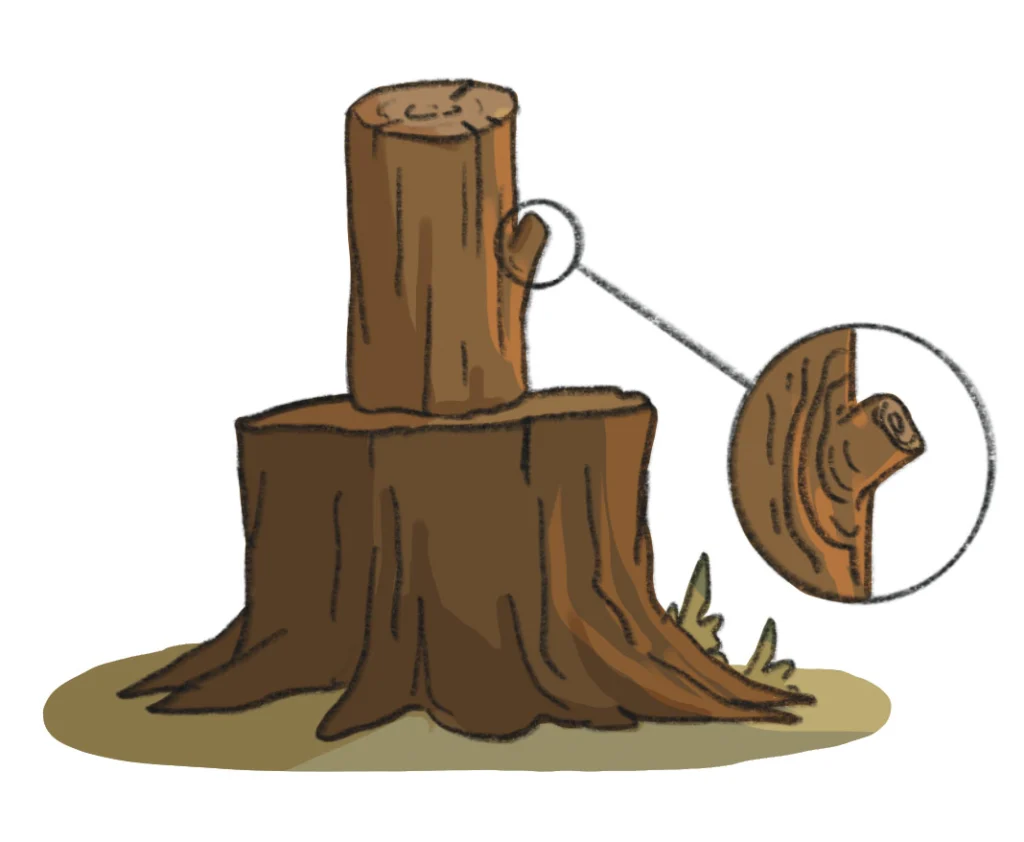 illustration noting a knot/branch in a log