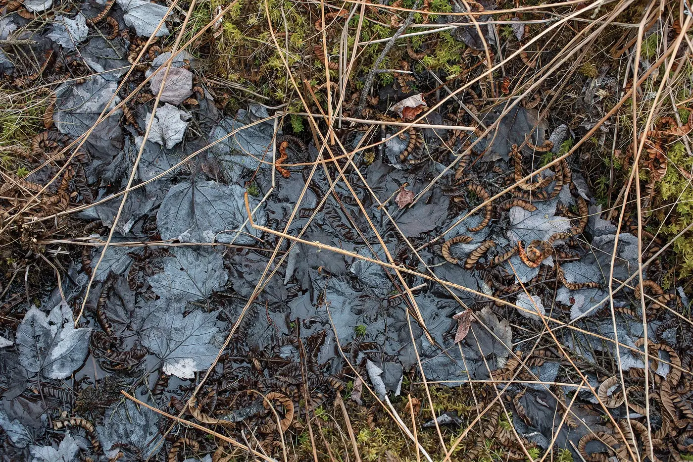 wetland muck from a spring thaw