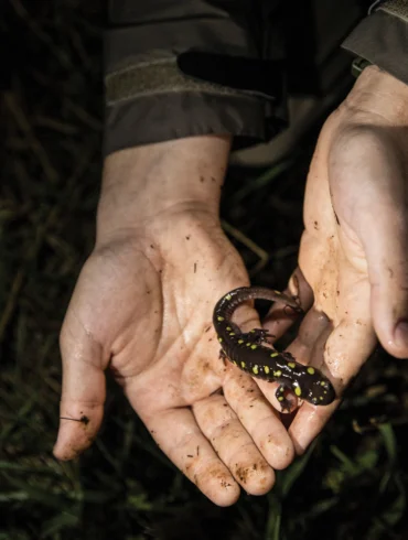 a spotted salamander
