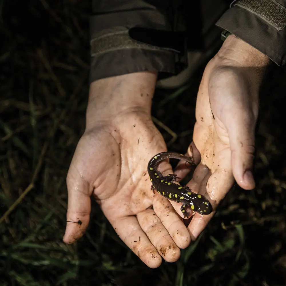 a spotted salamander