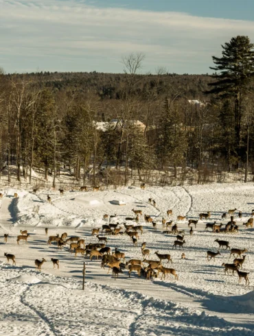 whitetail deer at Brownville’s Food Pantry for Deer