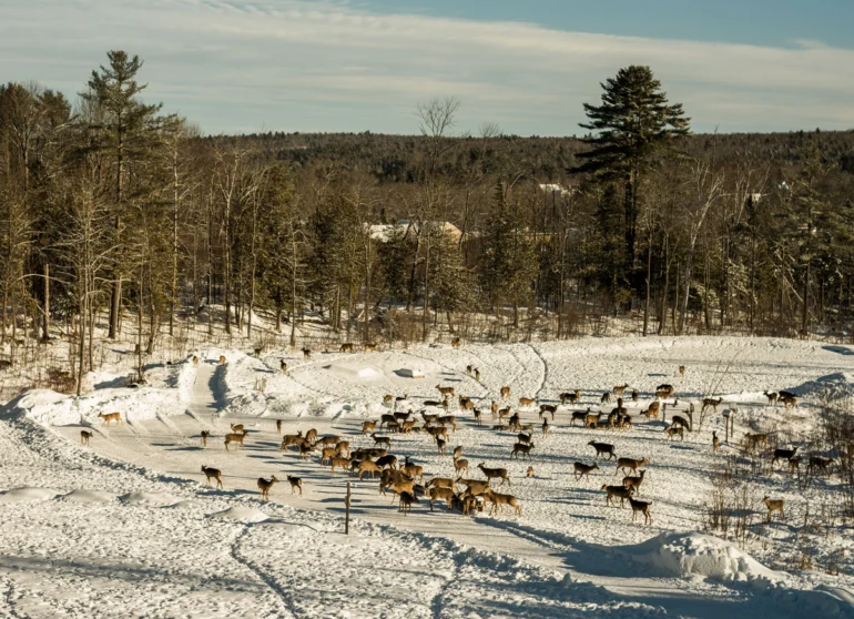 whitetail deer at Brownville’s Food Pantry for Deer