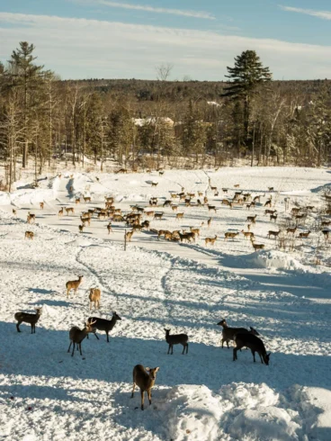 whitetail deer at Brownville’s Food Pantry for Deer