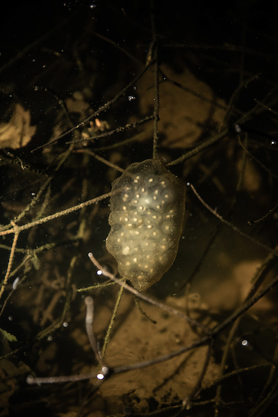 Unity, Maine - (May 1, 2020): Spotted salamander eggs in a culvert area. Part of the data being collected by volunteers will help determine the need for culverts and existing culverts' success rates.