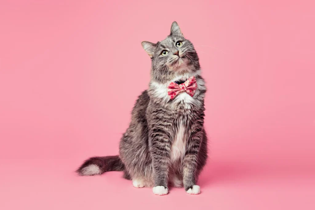 Tealight Studios Pet Bows