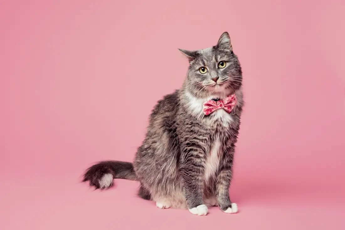 Tealight Studios Pet Bows